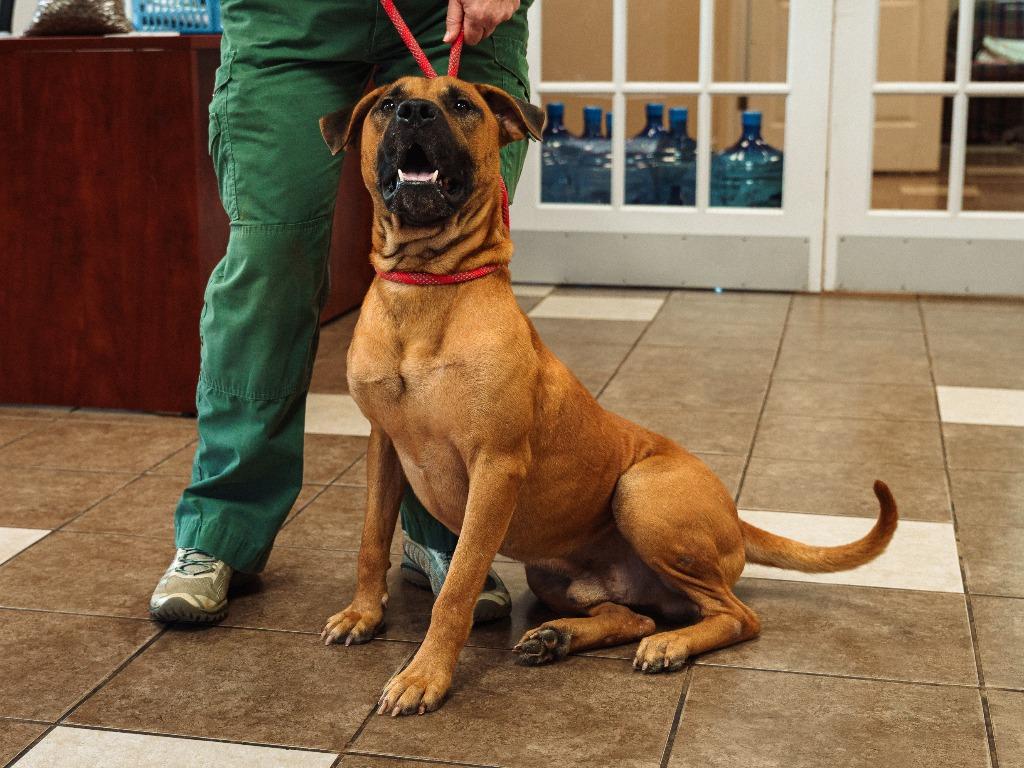Enlarge Mo(was Donatello), a Adoptable mixed breed in Mocksville, NC image 5/5