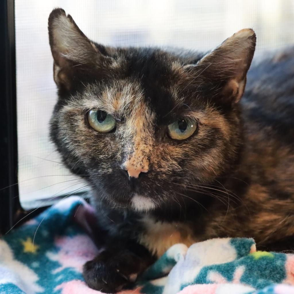 Nyla — thumbnail 2