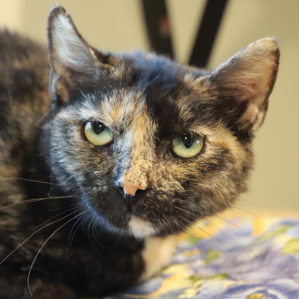 Nyla — thumbnail 3