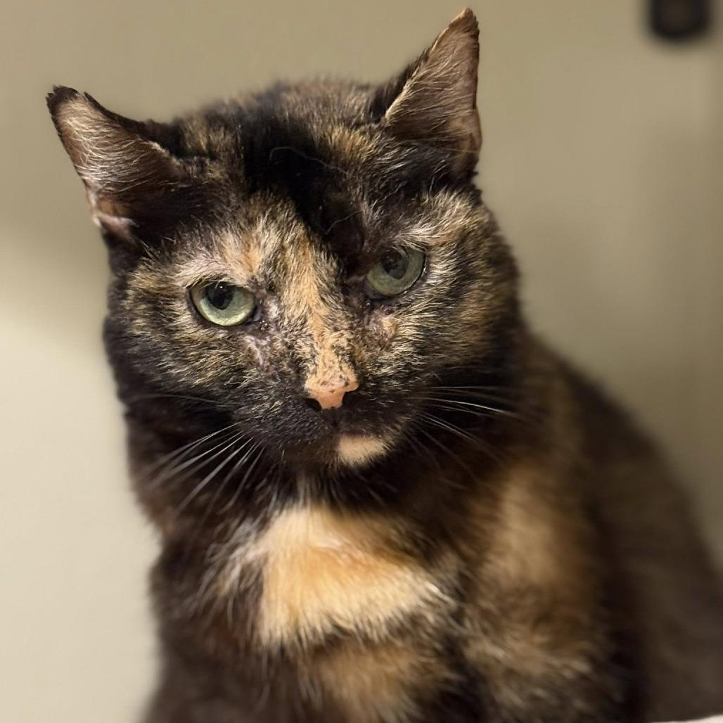 Nyla — thumbnail 4