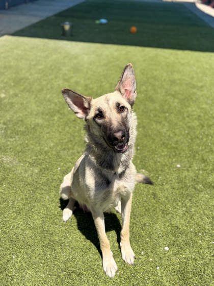 Prada, a Adoptable mixed breed in Fresno, CA image 1/3