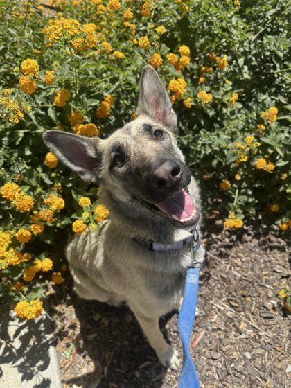 Prada, a Adoptable mixed breed in Fresno, CA image 2/3