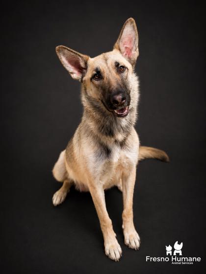 Prada, a Adoptable mixed breed in Fresno, CA image 3/3