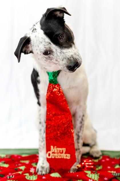 Lucy, ADOPTABLE, Adult Female Australian Cattle Dog / Blue Heeler.