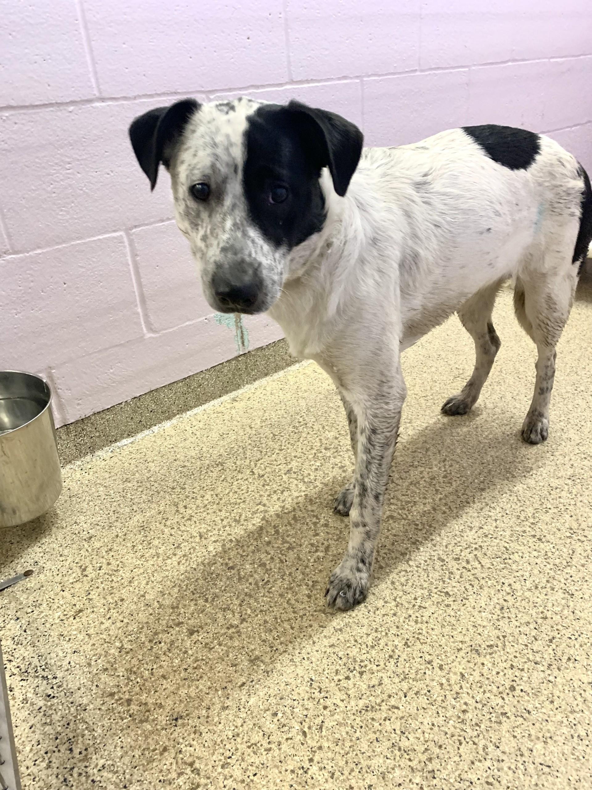 Enlarge Lucy, an adopted mixed breed in Conway, AR image 2/2