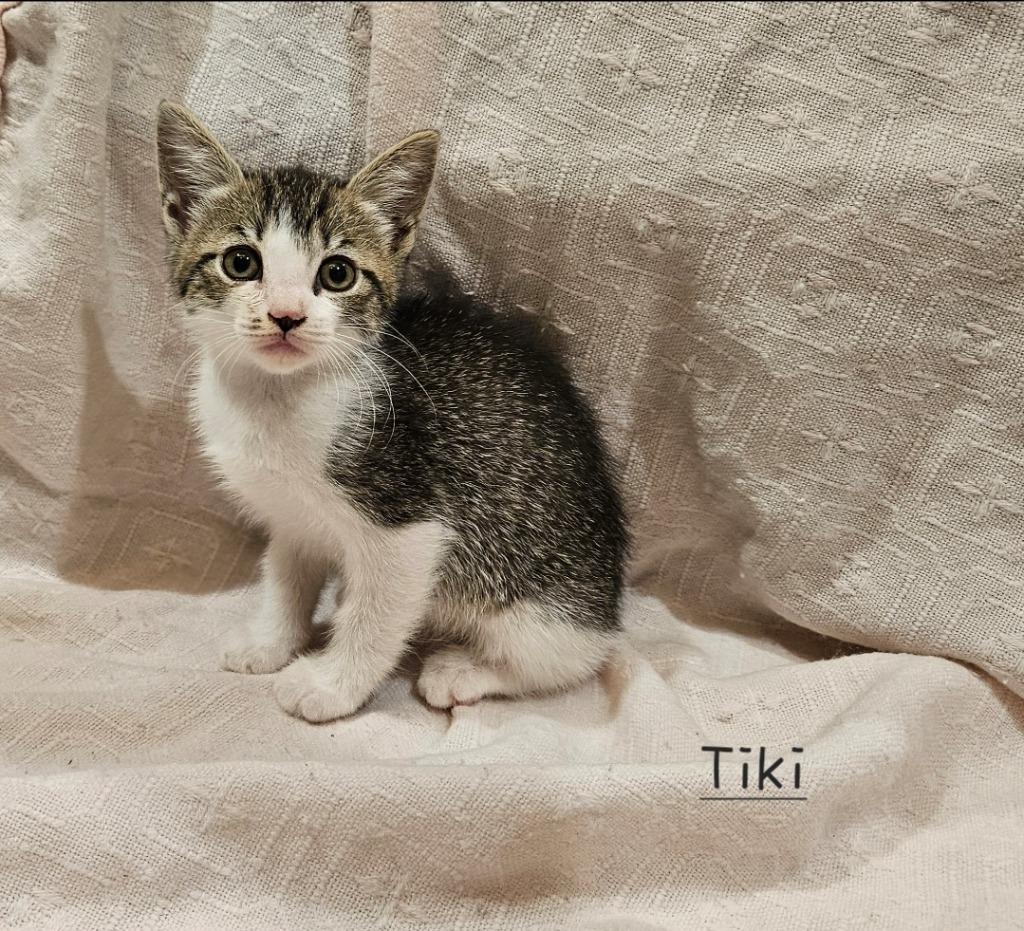 Tiki, Adoptable, Kitten Female Domestic Short Hair.