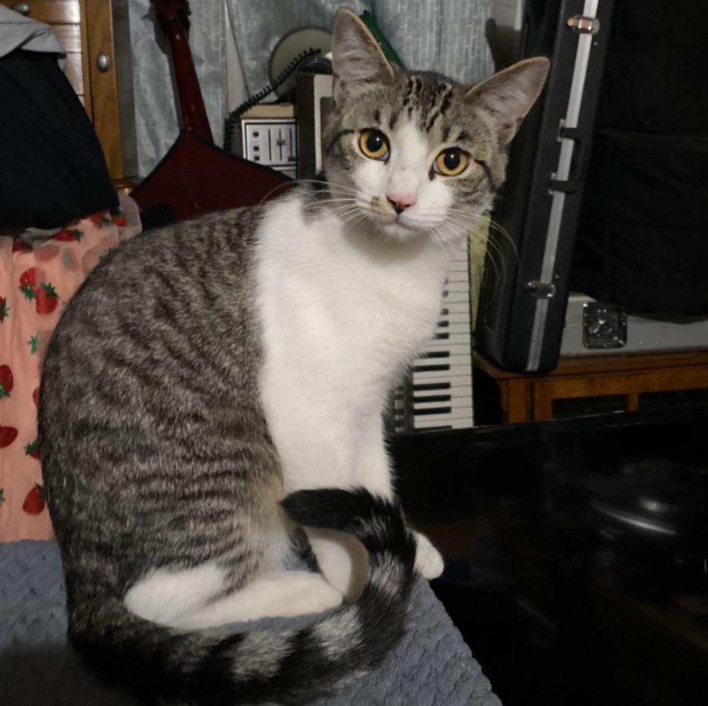 Enlarge Tiki, a Adoptable mixed breed in San Jacinto, CA image 2/3