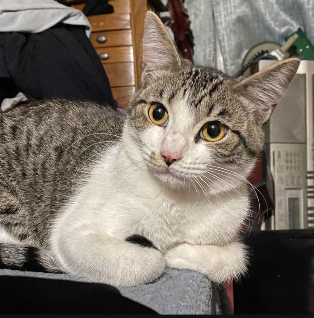 Enlarge Tiki, a Adoptable mixed breed in San Jacinto, CA image 3/3