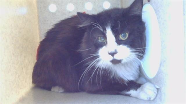 MITTENS, Adoptable, Senior Male Domestic Short Hair.