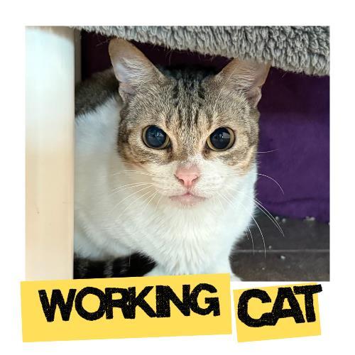 TOONEY, Adoptable, Adult Female Domestic Short Hair.