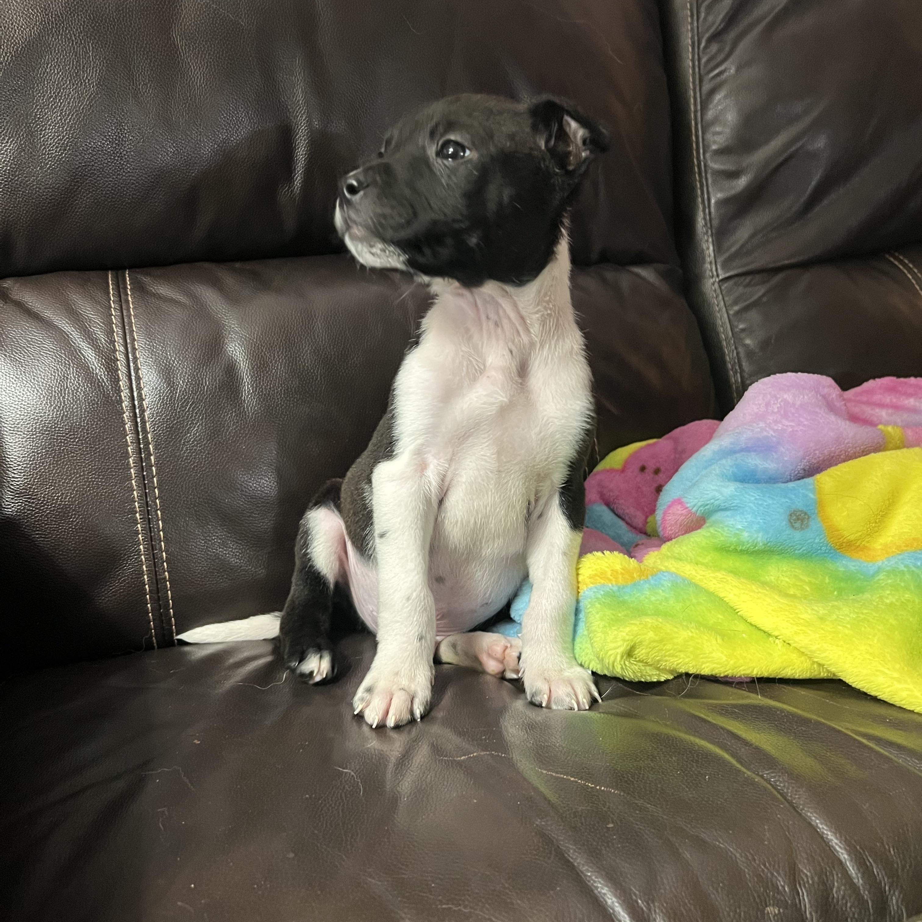 Lightening, ADOPTABLE, Puppy Male Australian Cattle Dog / Blue Heeler & Labrador Retriever.