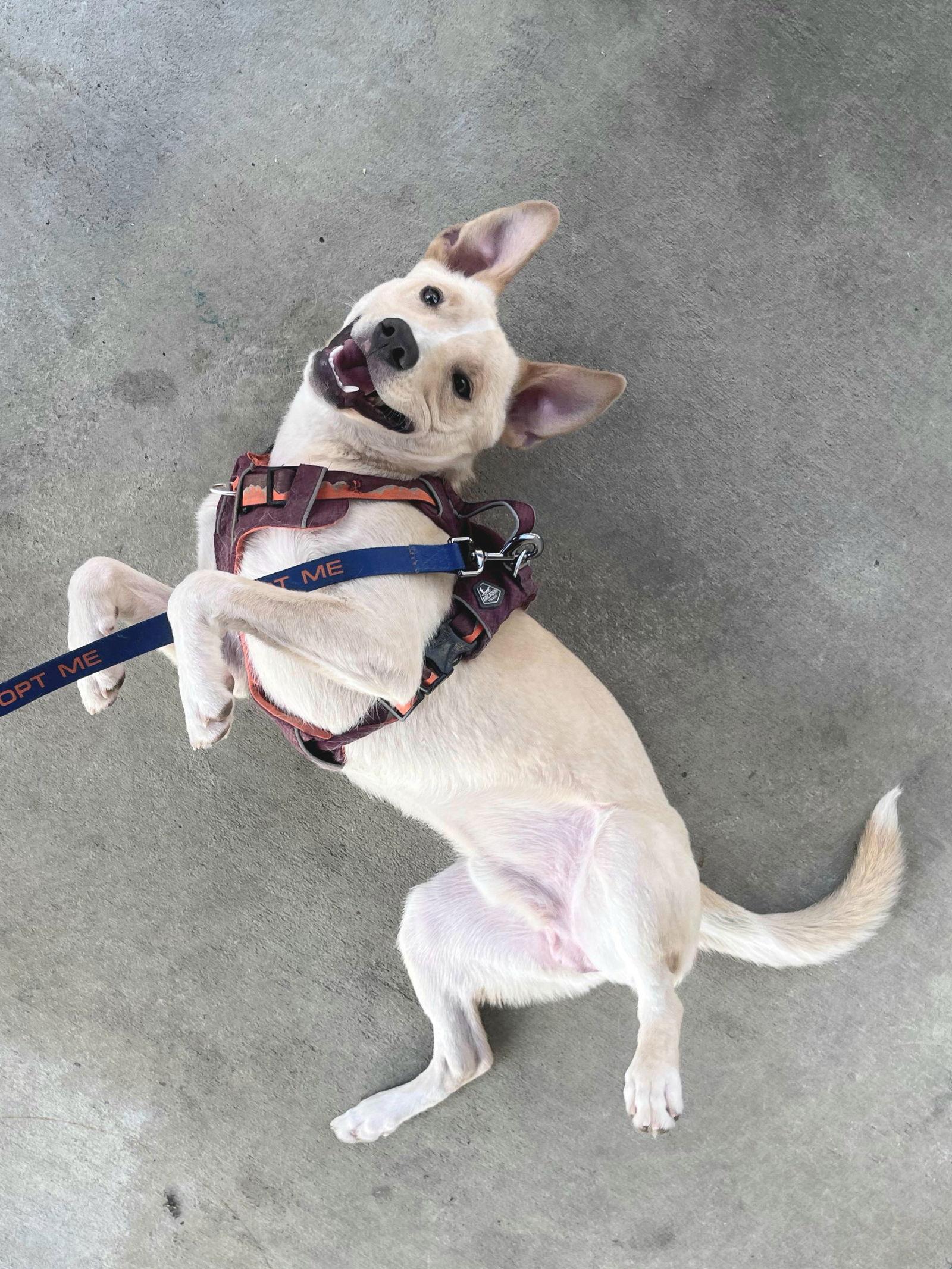 Pogo, a Adoptable mixed breed in Locust Grove, GA image 1/3