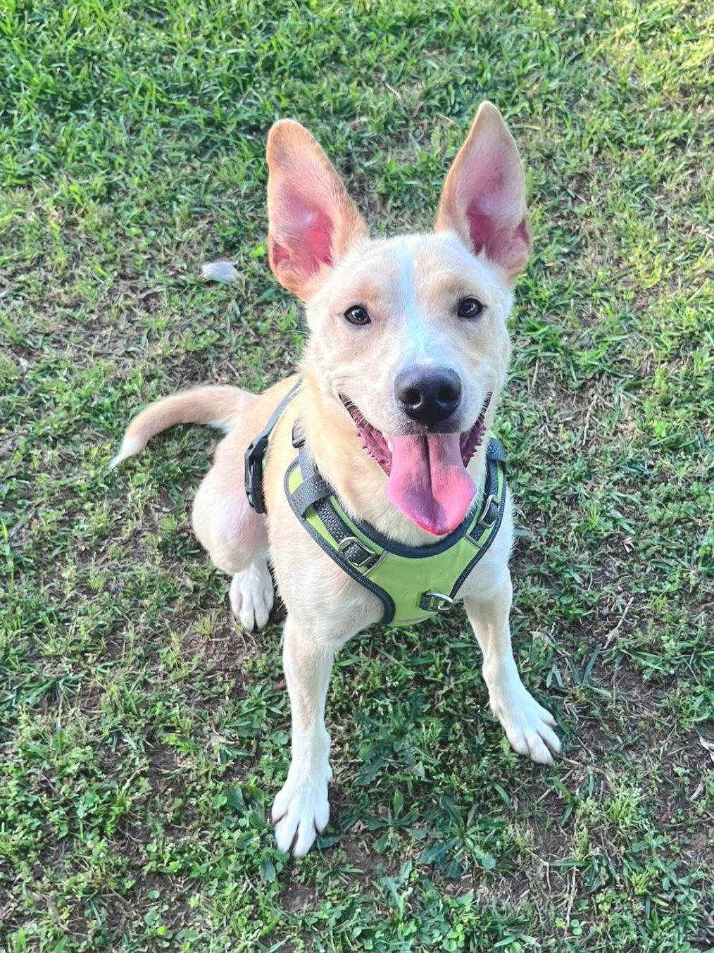Pogo, a Adoptable mixed breed in Locust Grove, GA image 3/3