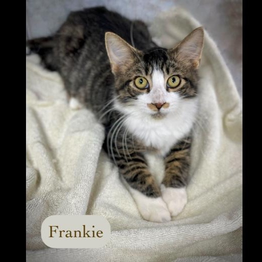 Frankie photo