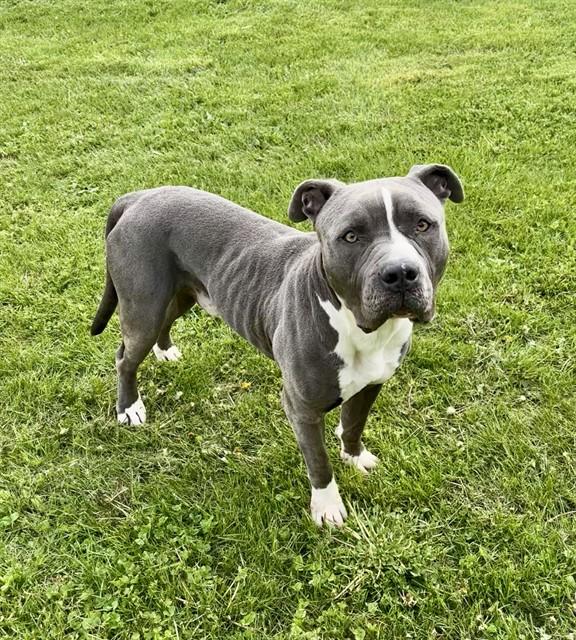 Enlarge CHEESESTEAK, a Adoptable mixed breed in Kalamazoo, MI image 1/1
