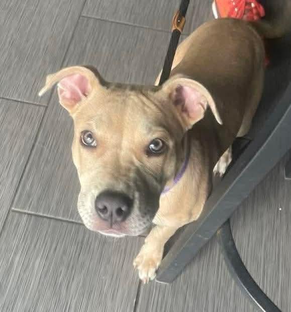 Enlarge Nyla, a ADOPTABLE mixed breed in Jackson , NJ image 2/3