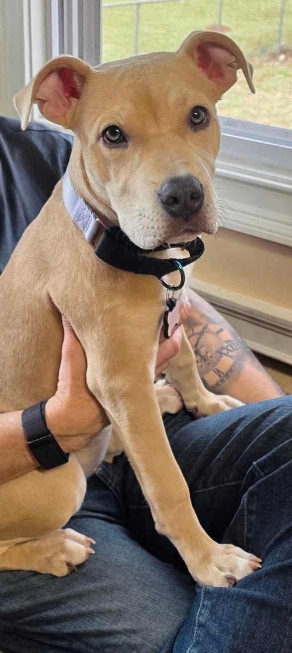 Nyla, ADOPTABLE, Puppy Female Labrador Retriever & Pit Bull Terrier.