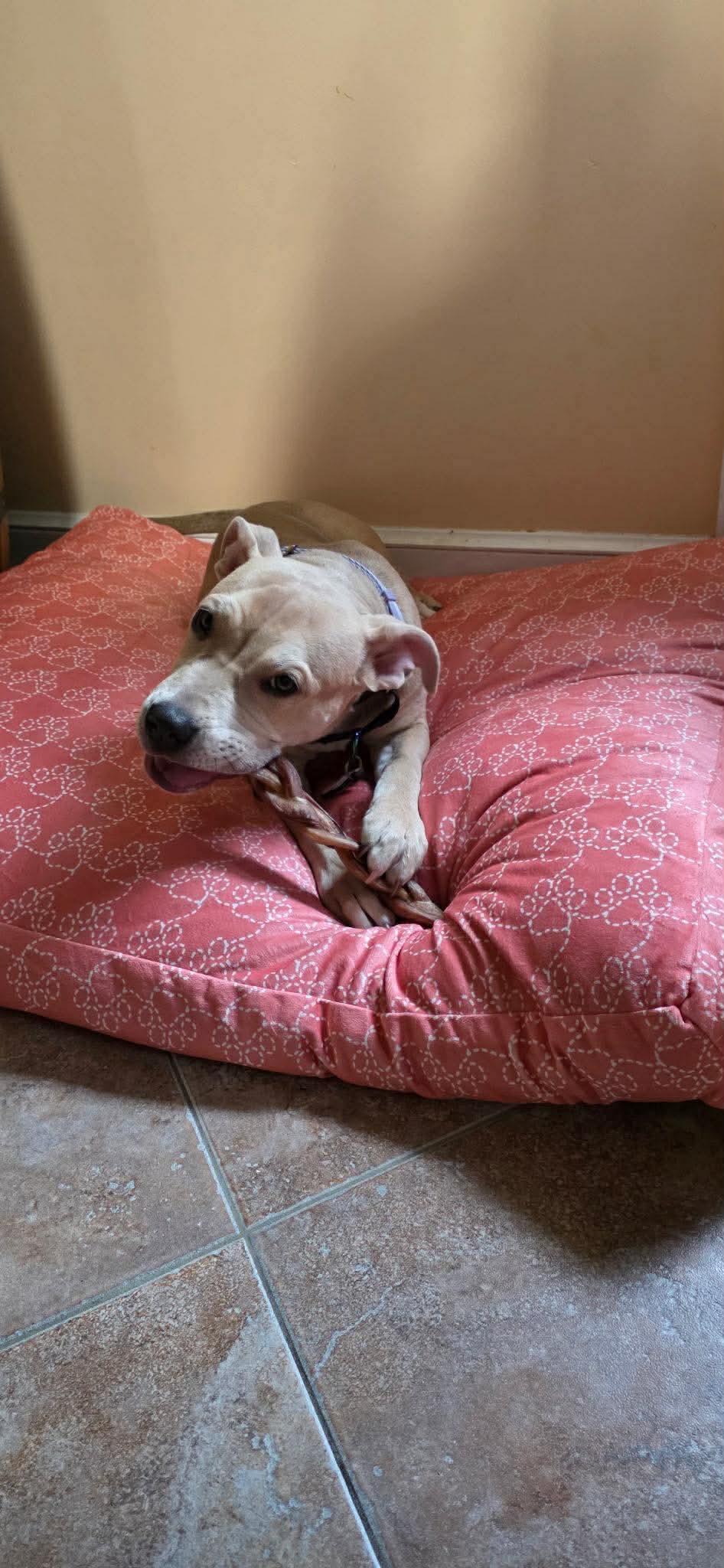 Enlarge Nyla, a ADOPTABLE mixed breed in Jackson , NJ image 3/3