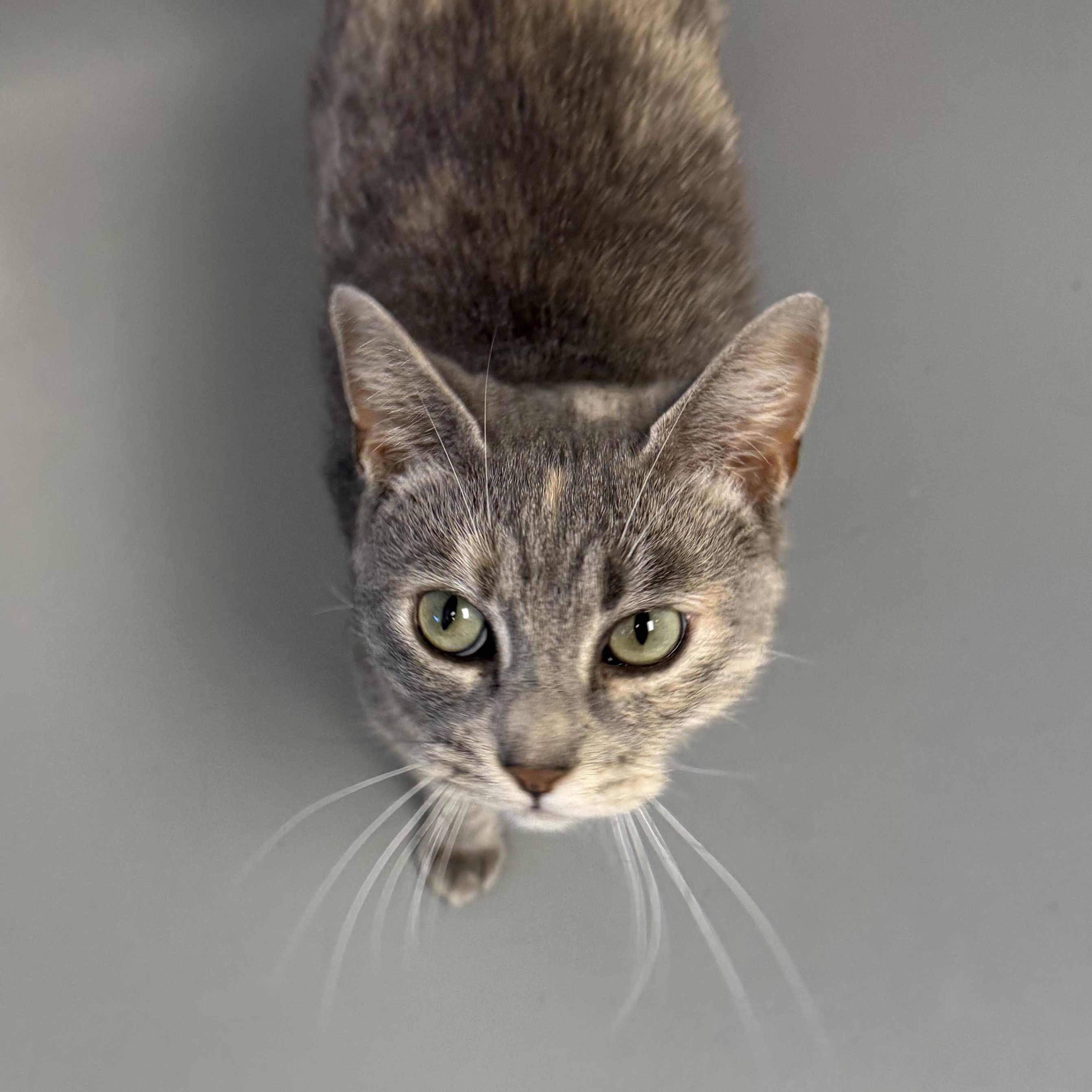 Jo, Adult Female unknown