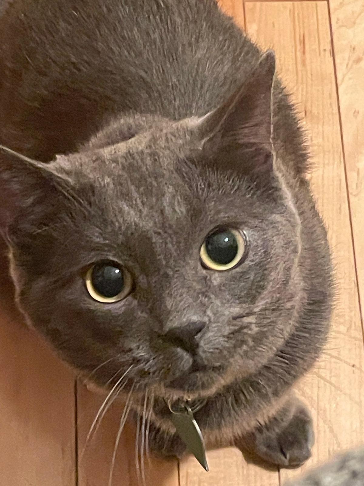 Milo, a Adoptable Russian Blue in Brooklyn, NY image 1/2