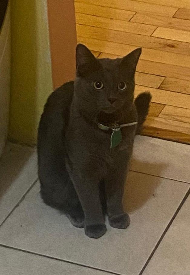 Milo, a Adoptable Russian Blue in Brooklyn, NY image 2/2