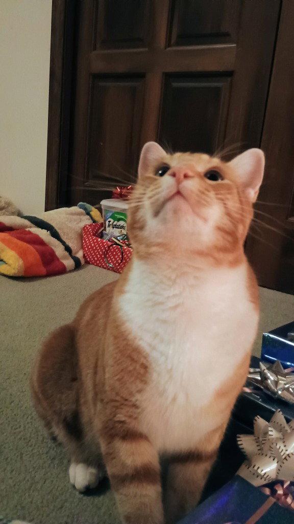 JJ - Oz, a Adoptable Domestic Short Hair in Battle Ground, WA image 2/3