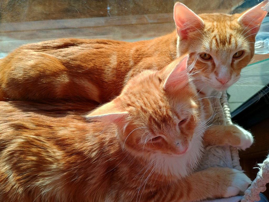 JJ - Oz, a Adoptable Domestic Short Hair in Battle Ground, WA image 3/3