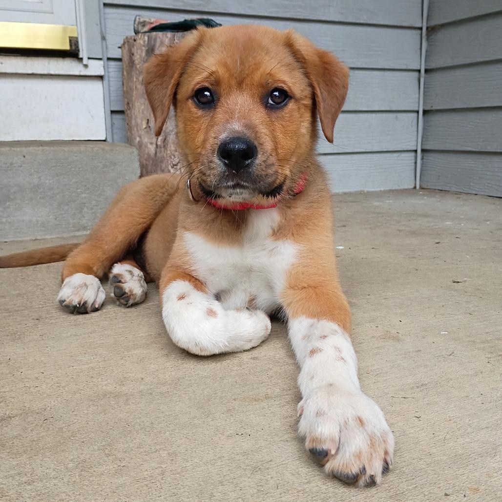 Argos, Adoptable, Puppy Male Shepherd & Mixed Breed.