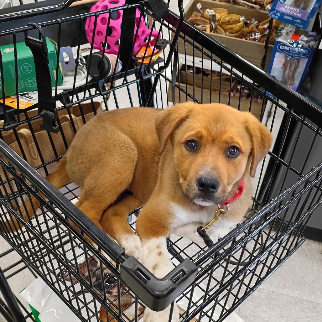 Enlarge Argos, a Adoptable mixed breed in Fayetteville, AR image 2/2