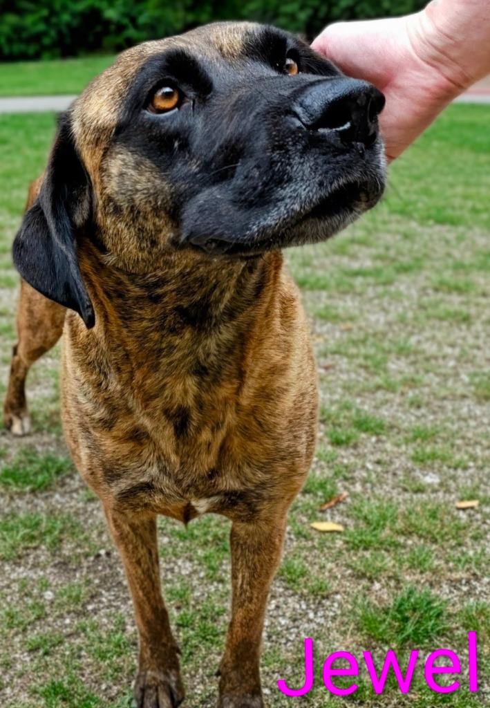 Jewel, Adoptable, Adult Female Boxer & Labrador Retriever.