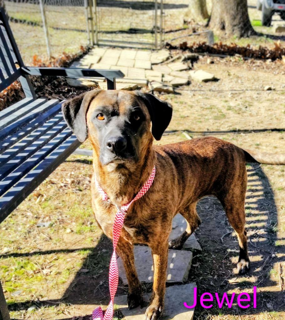 Jewel, Adoptable, Adult Female Boxer & Labrador Retriever.