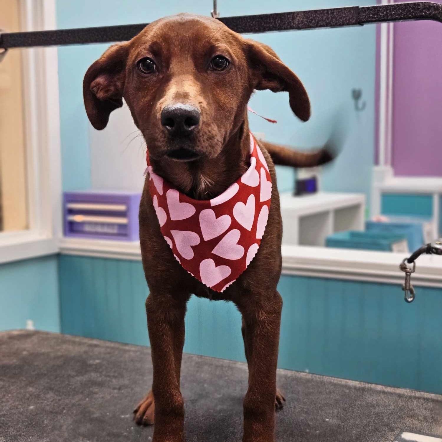 Rudder — thumbnail 2