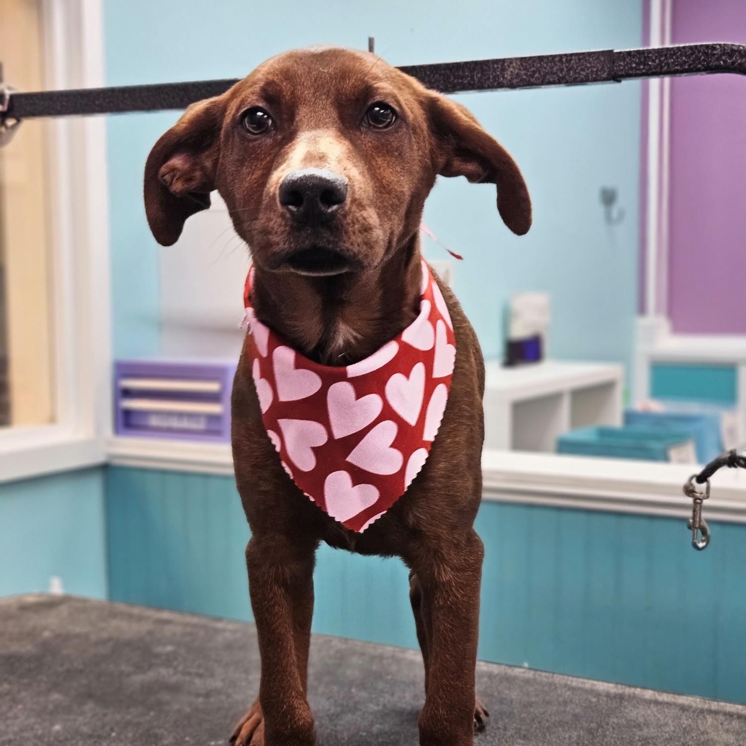 Rudder — thumbnail 3