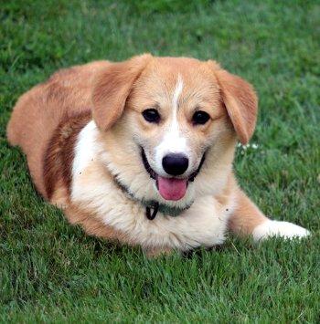 Enlarge Peter Feeter, a Adoptable Corgi in Bedford Hills, NY image 2/5
