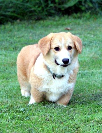 Enlarge Peter Feeter, a Adoptable Corgi in Bedford Hills, NY image 5/5