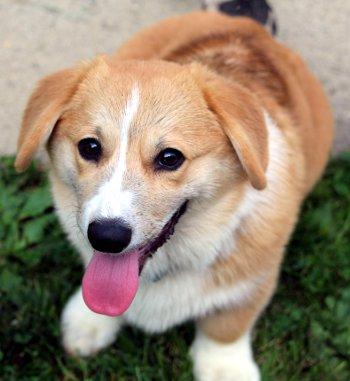 Peter Feeter, Adoptable, Puppy Male Corgi.