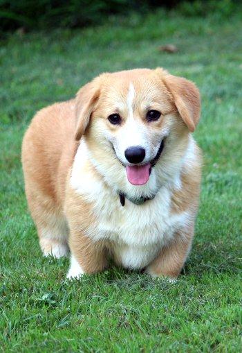 Enlarge Peter Feeter, a Adoptable Corgi in Bedford Hills, NY image 3/5