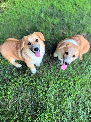 Enlarge Peter Feeter, a Adoptable Corgi in Bedford Hills, NY image 4/5