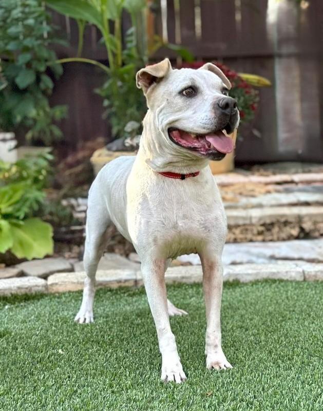 Enlarge Cookie, a ADOPTABLE mixed breed in Bedminster, NJ image 4/6