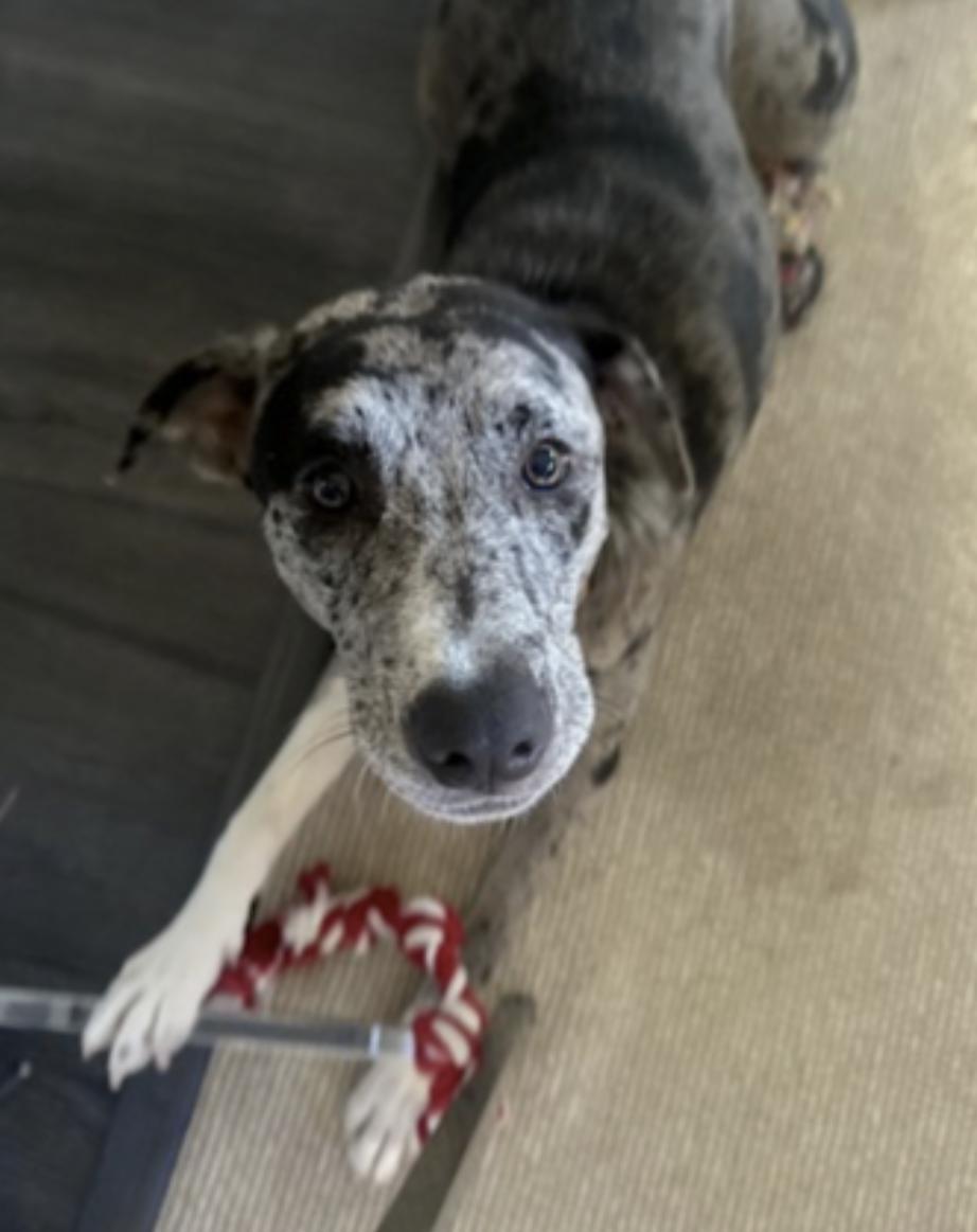 Charli — thumbnail 5