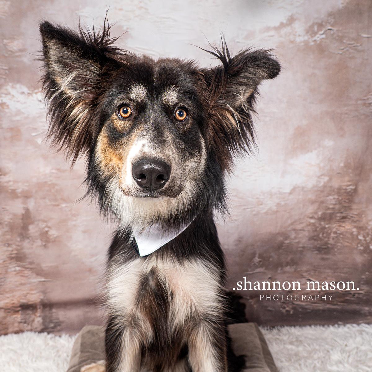 Enlarge Max, a Adopted mixed breed in Las Vegas, NV image 3/3