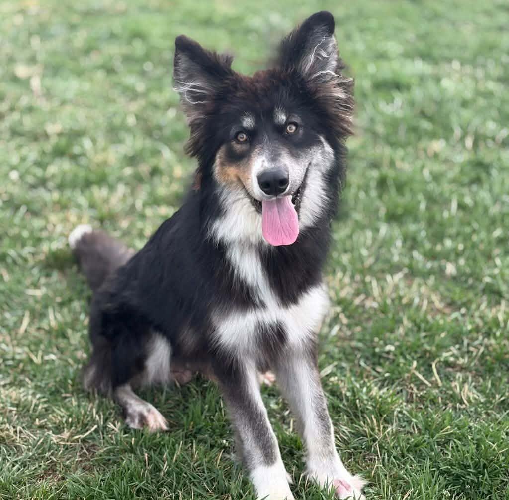Enlarge Max, a Adopted mixed breed in Las Vegas, NV image 2/3