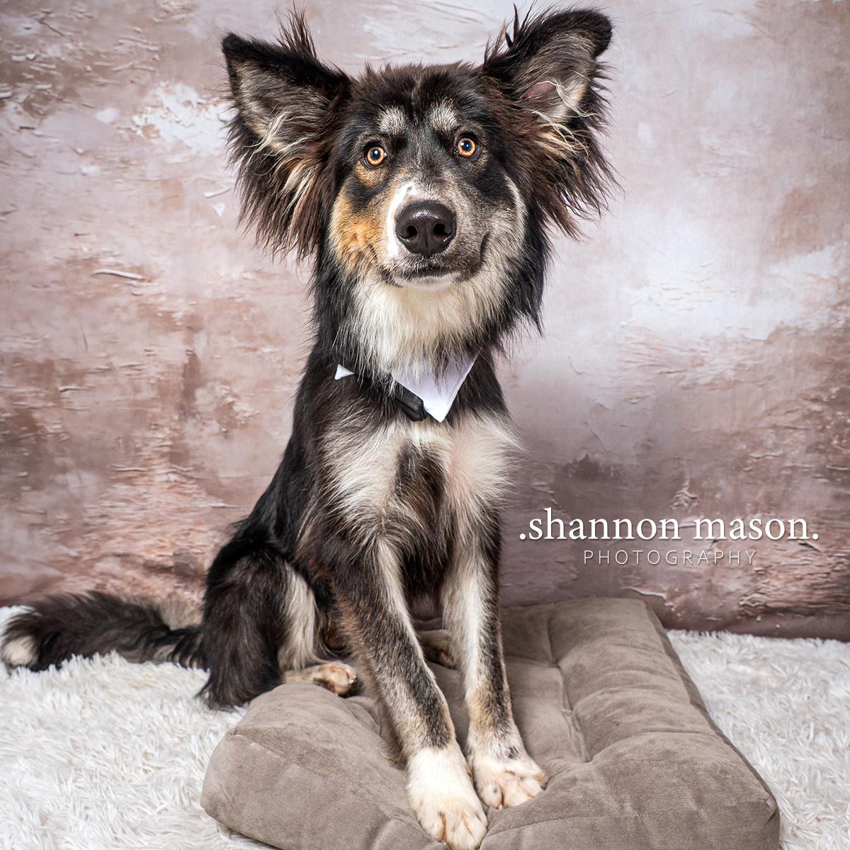 Enlarge Max, a Adopted mixed breed in Las Vegas, NV image 1/3