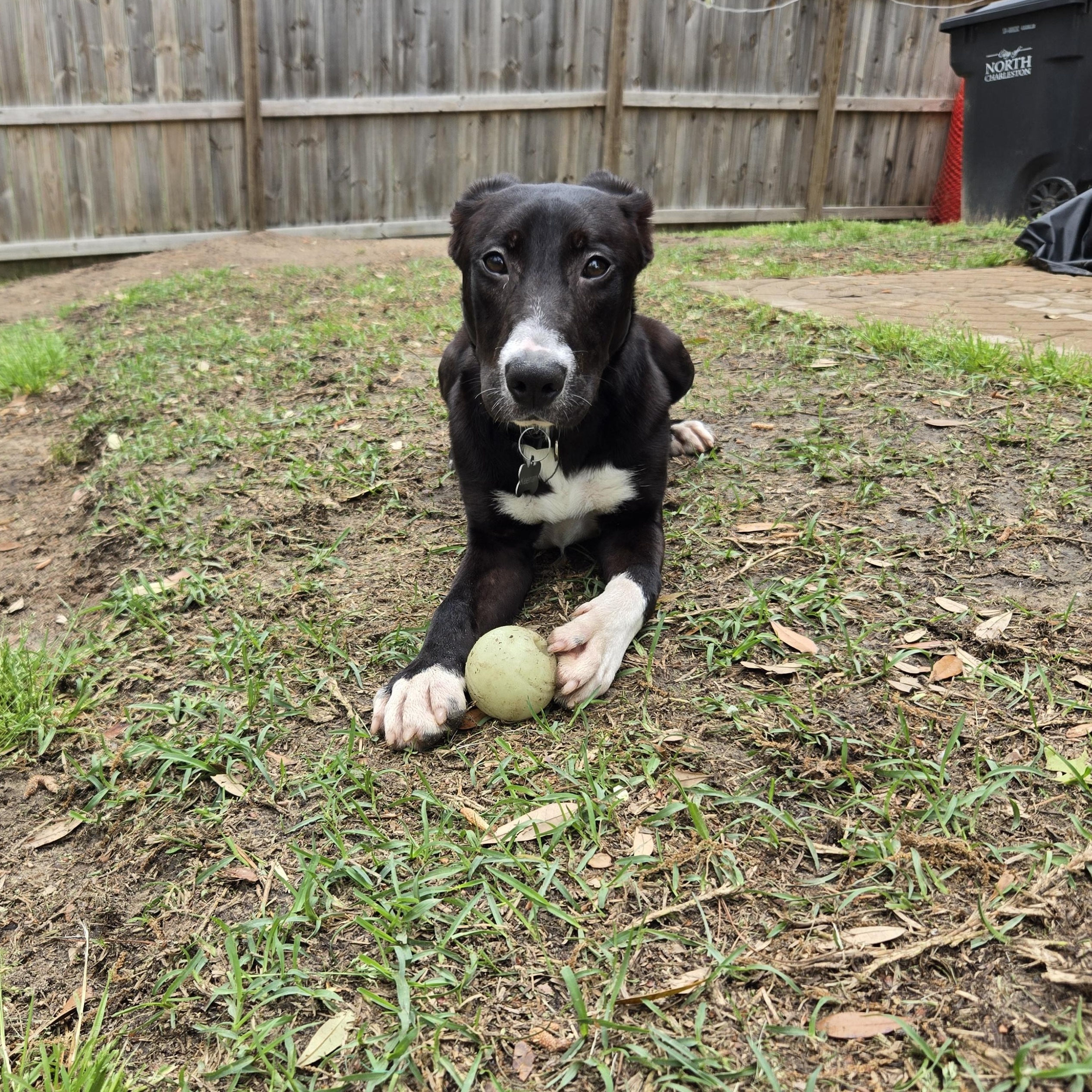 Enlarge Bear, a ADOPTABLE mixed breed in Wando, SC image 3/5