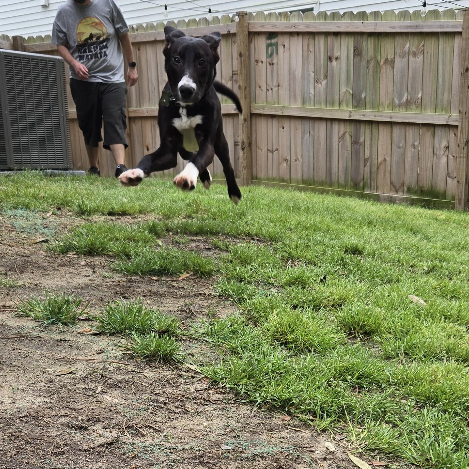 Enlarge Bear, a ADOPTABLE mixed breed in Wando, SC image 5/5