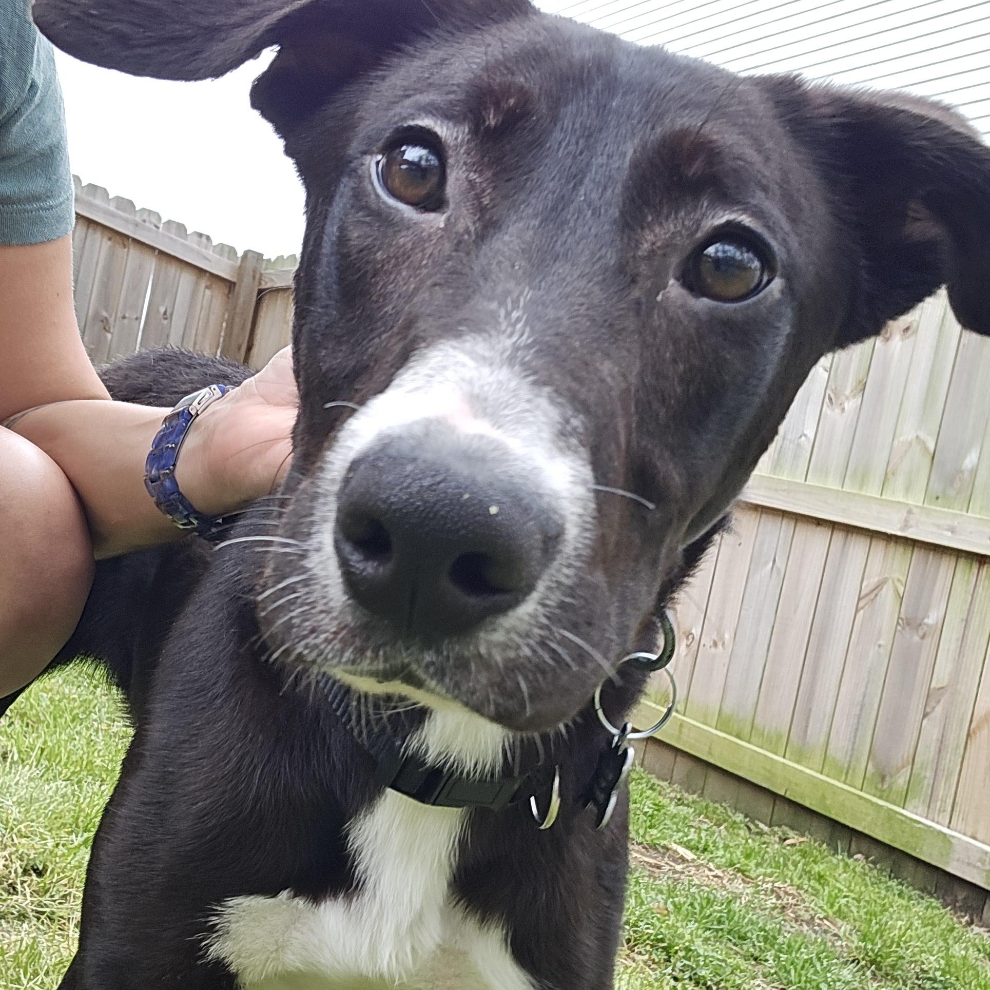 Enlarge Bear, a ADOPTABLE mixed breed in Wando, SC image 4/5