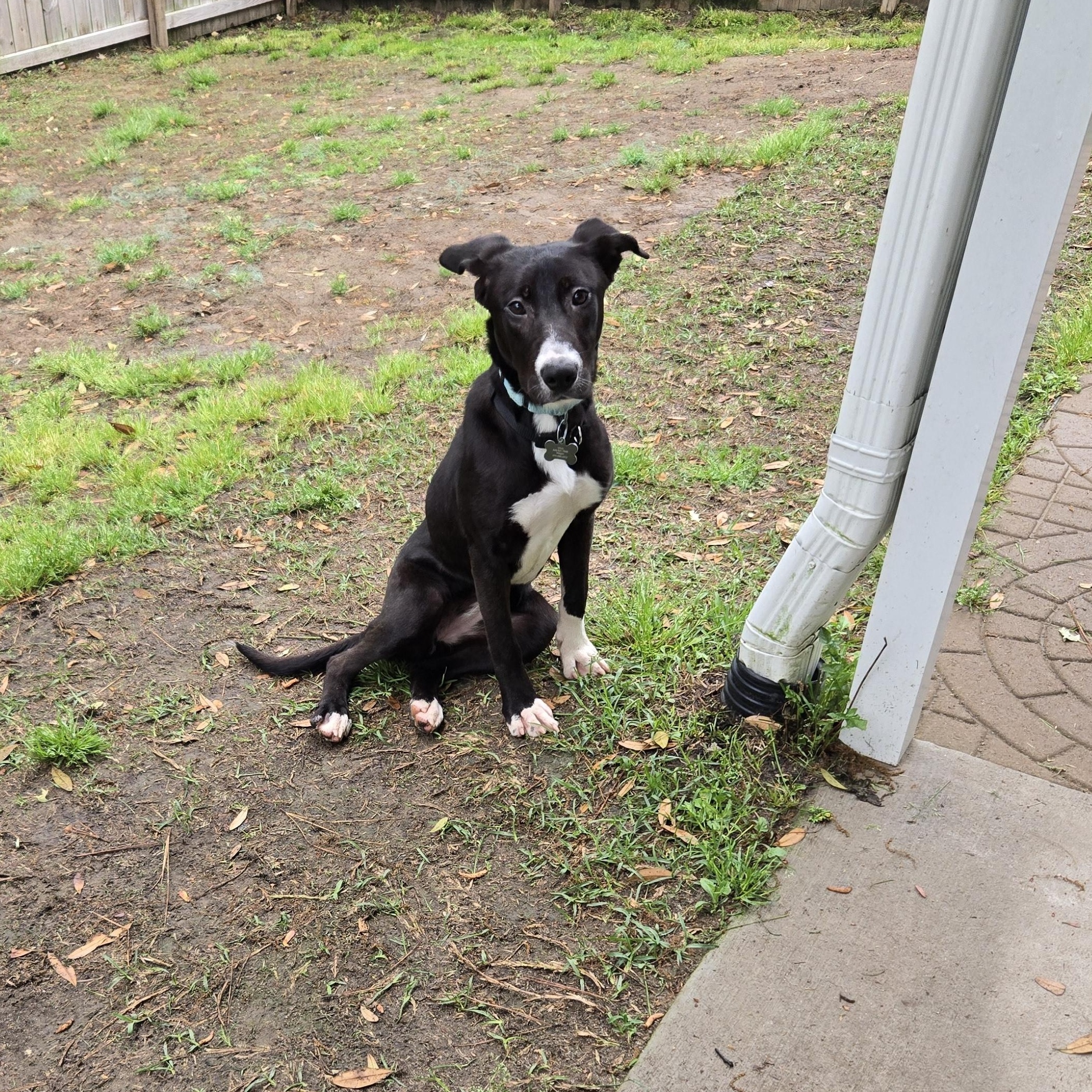 Enlarge Bear, a ADOPTABLE mixed breed in Wando, SC image 2/5