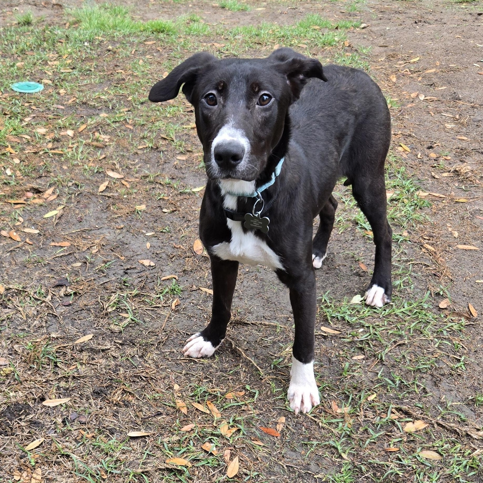 Enlarge Bear, a ADOPTABLE mixed breed in Wando, SC image 1/5