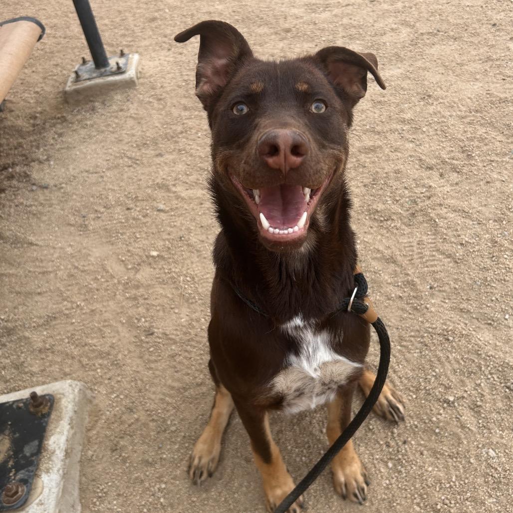 Bandit, Adoptable, Young Male Australian Kelpie & Shepherd.