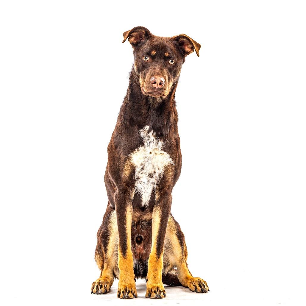 Enlarge Bandit, a Adoptable mixed breed in Reno, NV image 2/6